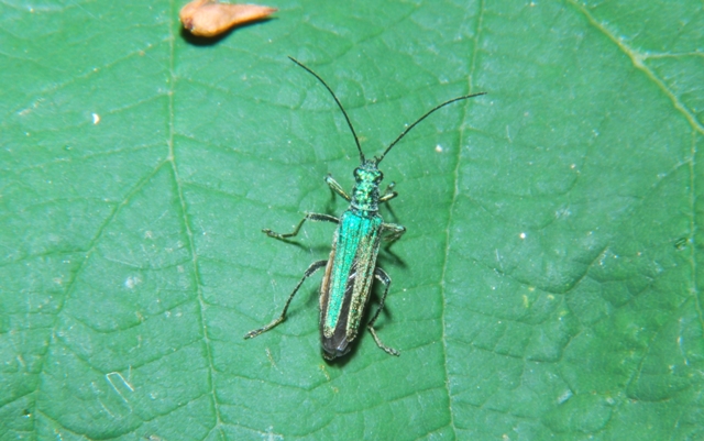 Oedemera